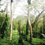 Hawaiian Waterfall Hike - Price and Value: Is It Worth It?