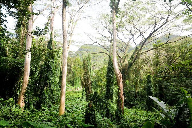 Hawaiian Waterfall Hike - Price and Value: Is It Worth It?