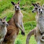 Healesville Sanctuary And Phillip Island Wildlife Bus Tour - Value for Money: Is It Worth It?
