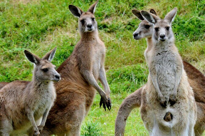 Healesville Sanctuary And Phillip Island Wildlife Bus Tour - Value for Money: Is It Worth It?