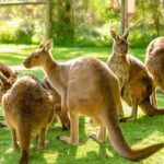 Healesville Sanctuary: General Admission Ticket - Practical Tips for Visiting
