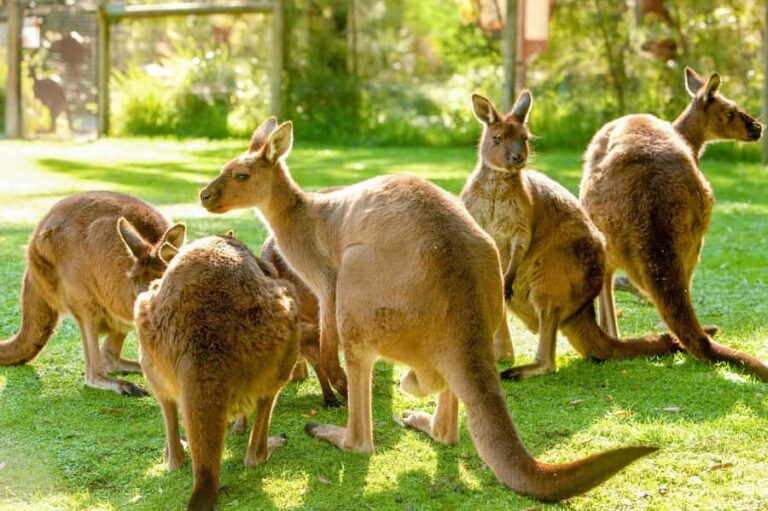 Healesville Sanctuary: General Admission Ticket - Practical Tips for Visiting