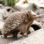 Healesville Sanctuary General Entry Ticket - Highlights of Your Visit