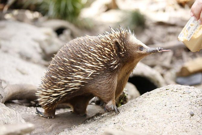 Healesville Sanctuary General Entry Ticket - Highlights of Your Visit