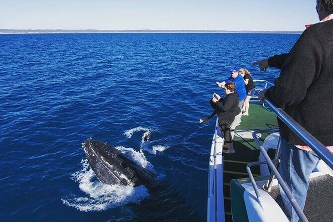 Hervey Bay: Best Value Half Day Whale Watching Cruise - Who Should Consider This Tour?