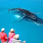 Hervey Bay Whale Watching Cruise - In-Depth Look at the Itinerary and Duration