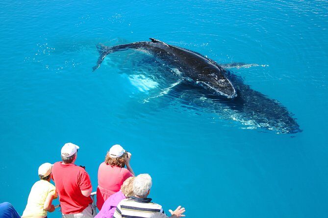 Hervey Bay Whale Watching Cruise - In-Depth Look at the Itinerary and Duration
