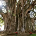 Hierve el Agua, Mitla, Tule, Teotilán and Mezcal factory - Authentic Opinions from Fellow Travelers