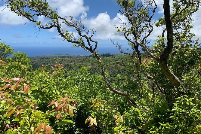 Hike Honolua Ridgeline - What to Expect During the Tour