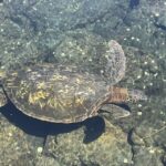 Hilo: Sea Turtle Lagoon and Black Sand Beach Snorkel - Who is this tour best suited for?