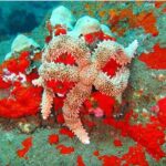 Hilo's Remote Tropical Reef 2 Tank Boat Dive - Final Thoughts