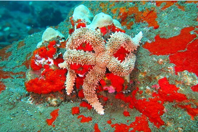 Hilo's Remote Tropical Reef 2 Tank Boat Dive - Final Thoughts