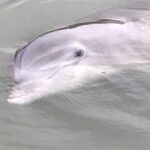 Hilton Head Island: 90-Minute Dolphin & Nature Tour - How the Experience Unfolds