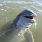 Hilton Head Island: Daytime Dolphin Watching Boat Tour - What Really Makes This Tour Stand Out