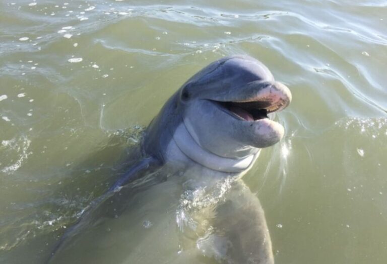 Hilton Head Island: Daytime Dolphin Watching Boat Tour - What Really Makes This Tour Stand Out