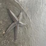 Hilton Head Island: Disappearing Island and Dolphin Tour - Is the Price Worth It?