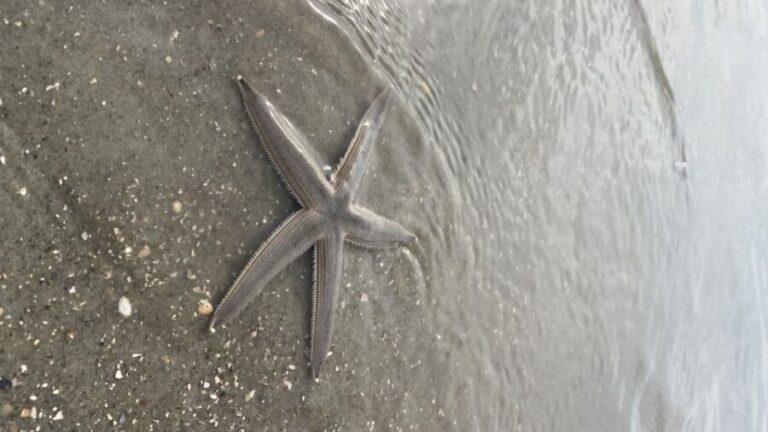 Hilton Head Island: Disappearing Island and Dolphin Tour - Is the Price Worth It?