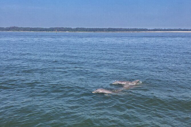 Hilton Head Island Dolphin Boat Cruise - Analyzing the Value
