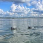 Hilton Head Island: Dolphin Watching Cruise with Donuts - What You Can Expect on the Tour