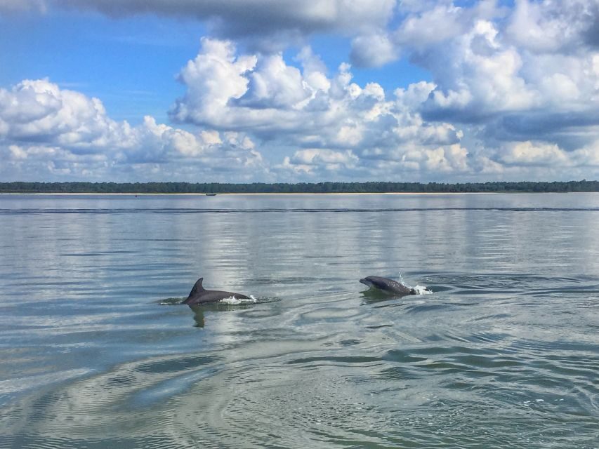 Hilton Head Island: Dolphin Watching Cruise with Donuts - What You Can Expect on the Tour