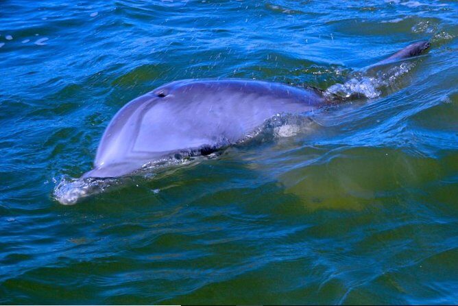 Hilton Head Morning Dolphins & Donuts Cruise - What Makes This Tour Stand Out