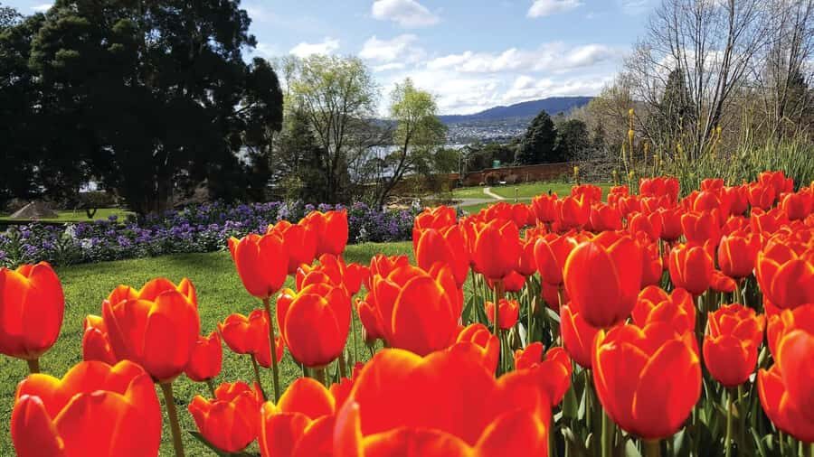 Hobart: 3-Hour City Sightseeing Tour - What Travelers Love (and What to Consider)