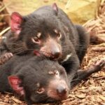 Hobart: Admission Ticket to Bonorong Wildlife Sanctuary - Who Should Consider Visiting?