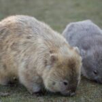 Hobart: Maria Island National Park - Nature & Wildlife Adventure - Final Thoughts: Is It Worth It?