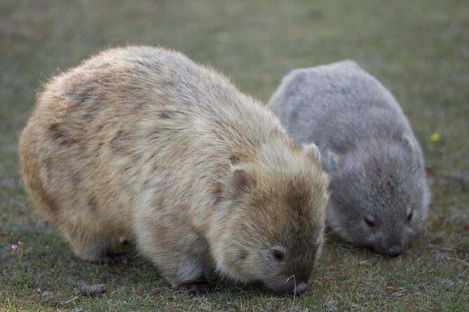 Hobart: Maria Island National Park - Nature & Wildlife Adventure - Final Thoughts: Is It Worth It?