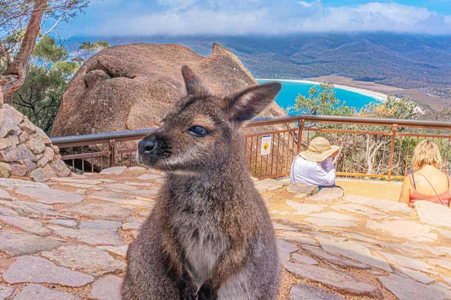Hobart: Wineglass Bay, Freycinet Park, and Richmond Tour - What Travelers Are Saying: The Good and the Not-So-Good