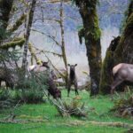 Hoh Rain Forest and Rialto Beach Guided Tour in Olympic National Park - The Bottom Line: Who is This Tour Best For?