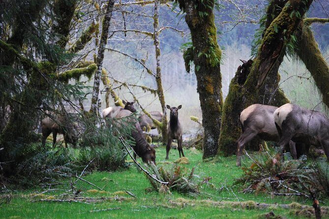 Hoh Rain Forest and Rialto Beach Guided Tour in Olympic National Park - The Bottom Line: Who is This Tour Best For?