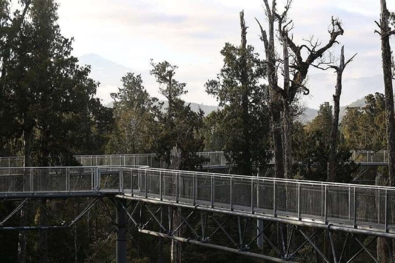 Hokitika: West Coast Treetop Walkway Entrance Ticket - The Experience at a Glance