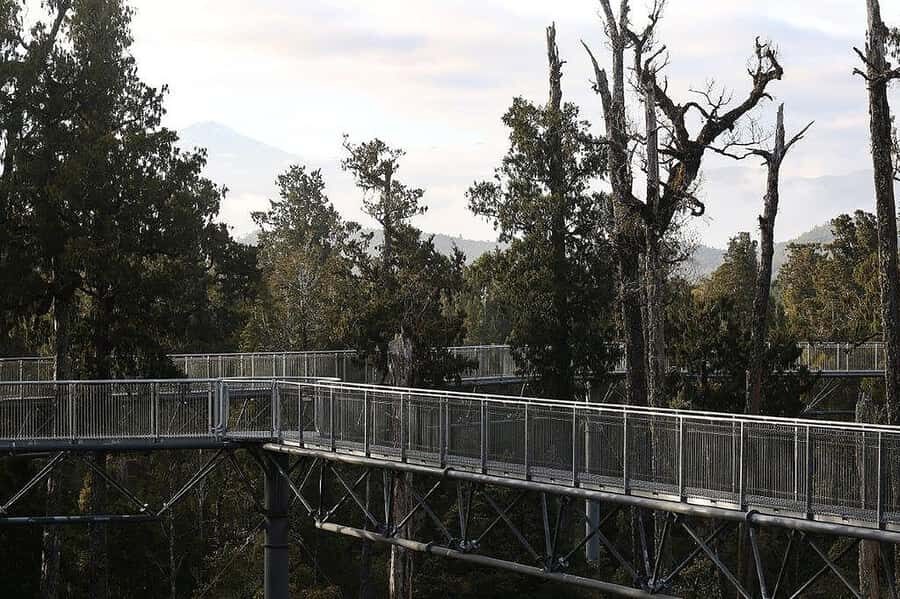 Hokitika: West Coast Treetop Walkway Entrance Ticket - The Experience at a Glance