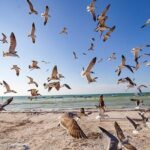 Holbox, all its beauty in 1 day (round trip, lunch and guided visit included) - What’s Included & What You’ll Need to Budget For