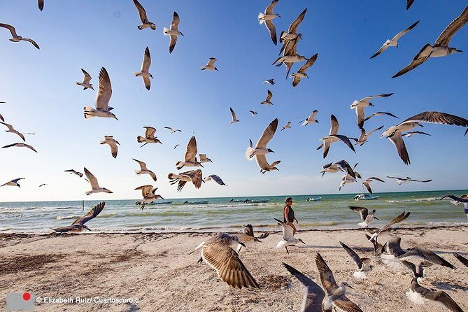 Holbox, all its beauty in 1 day (round trip, lunch and guided visit included) - What’s Included & What You’ll Need to Budget For