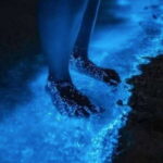 Holbox: Guided Bioluminescence Kayaking Tour - What You Can Expect During the Tour