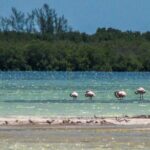 Holbox Island Tour departure from Cancun - The Itinerary: What to Expect