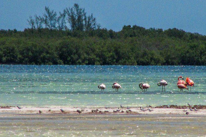Holbox Island Tour departure from Cancun - The Itinerary: What to Expect