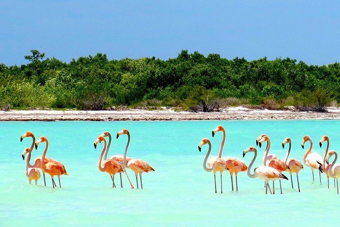 Holbox plus Island Magic by boat Tour from Cancun - The Practicalities: What’s Included & What’s Not