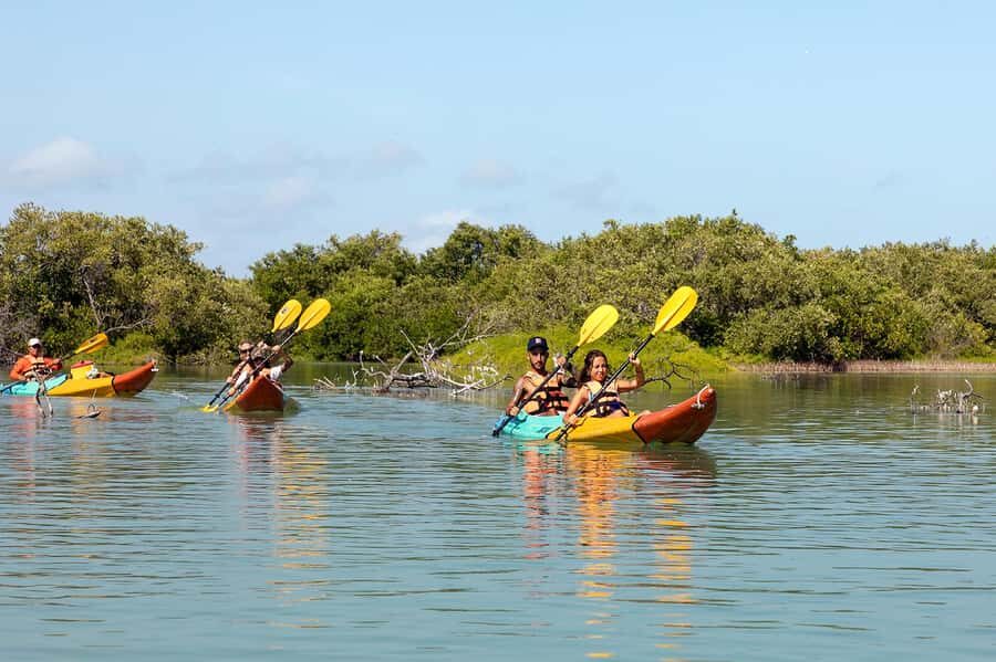 Holbox: Sunrise Kayak Tour through the Mangroves - The Sum Up