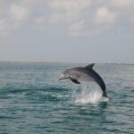 Holbox: Three Islands Tour - Holbox: Three Islands Tour – A Practical Look at an Enchanting Day Out