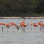 Holbox: Yalahau, Passion Island and Punta Mosquito Boat Tour - The Itinerary: A Closer Look