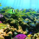 Honokohau: Kona Snorkel and Sail with Drinks and Snacks - Price and Value