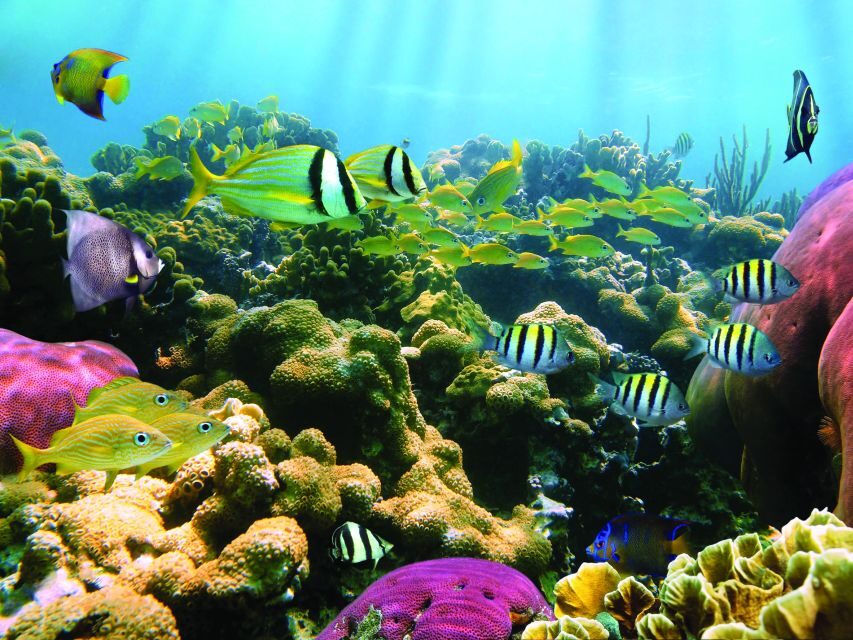 Honokohau: Kona Snorkel and Sail with Drinks and Snacks - Price and Value