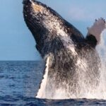 Honokohau: Kona Whale Watching Catamaran Cruise - The Whale Watching Experience