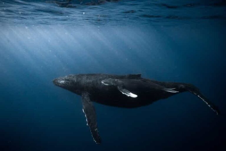 Honolulu: Discover Scuba Diving Experience - What You Receive and What’s Not Included