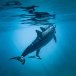 Honolulu: Private Waikiki Boat Cruises for up to 6 People - Is It Worth the Price?