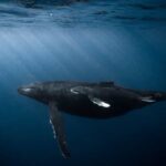 Honolulu: Scuba Diving for Certified Divers - The Dive Site and Marine Environment