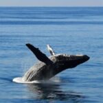 Honolulu: Whale Watching Cruise with Breakfast - The Experience in Detail